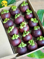 Măng Cụt Ghép