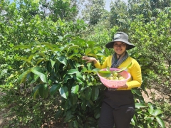 Măng Cụt Ghép