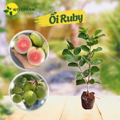 Ổi Ruby