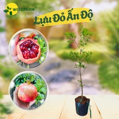 Lựu Đỏ Ấn Độ