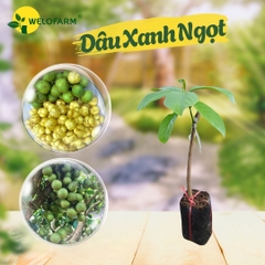 Dâu Xanh Ngọt