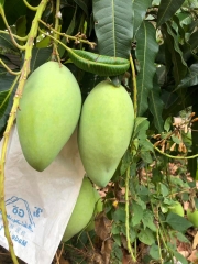 Xoài Cát Hòa Lộc