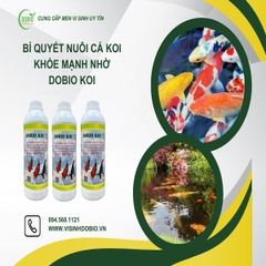 Bí Quyết Nuôi Cá Koi Khỏe Mạnh Nhờ DOBIO KOI - Chìa Khóa Cho Hồ Cá Tuyệt Đẹp