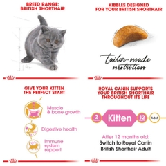 Hạt Cho Mèo Anh Lông Ngắn Royal Canin British Shorthair Kitten - Mèo Con