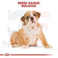 Hạt Khô Dành Cho Chó Bulldog Từ 2-12 Tháng Tuổi: Royal Canin Bulldog Puppy