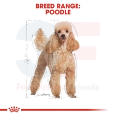 Pate Cho Chó Poodle Trưởng Thành: Royal Canin Poodle Adult Gói 85G