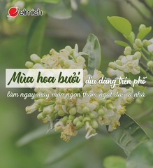 Mùa hoa bưởi dịu dàng trên phố, làm ngay món ngon thơm ngát đãi cả nhà