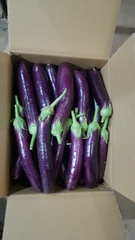 Eggplant