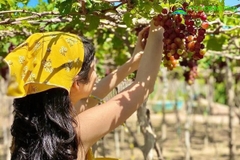 Tour du lịch Nha Trang - Mũi Né 3 ngày 2 đêm [Trọn gói - Giá rẻ]