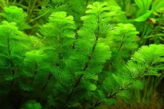 Cây thủy sinh Rong La Hán (Carolina fanwort)