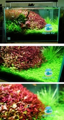 Đèn thuỷ sinh Chihiros WRGB 2 giá rẻ chính hãng