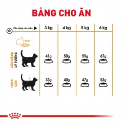 RC - Persiant Adult - HAIR & SKIN – Chăm sóc da và lông