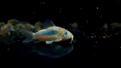 Cá Chuột Cafe- Cá Dọn Bể- Cá Thủy Sinh- Cá Cảnh Thiên Phước