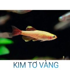 Cá Kim Tơ Vàng- Cá Thủy Sinh- Cá Cảnh Thiên Phước