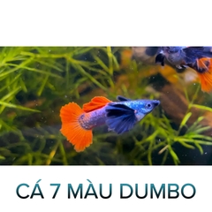 Cá 7 Màu Dumbo- Cá Thủy Sinh- Cá Cảnh Thiên Phước