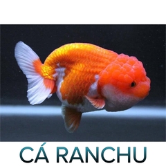 Cá Ranchu- Cá Thủy Sinh- Cá Cảnh Thiên Phước