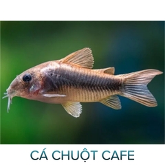 Cá Chuột Cafe- Cá Dọn Bể- Cá Thủy Sinh- Cá Cảnh Thiên Phước