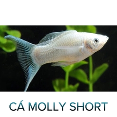 Cá Molly Short- Cá Thủy Sinh- Cá Cảnh Thiên Phước