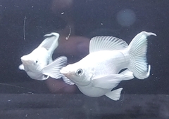 Cá Molly Short- Cá Thủy Sinh- Cá Cảnh Thiên Phước