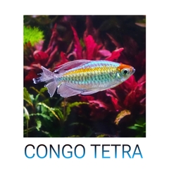 Cá Congo Tetra- Cá Thủy Sinh- Cá Cảnh Thiên Phước