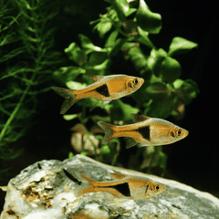 Cá Tam Giác- Cá Thủy Sinh- Cá Cảnh Thiên Phước