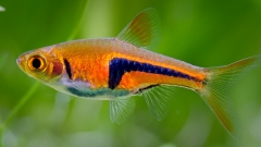 Cá Tam Giác- Cá Thủy Sinh- Cá Cảnh Thiên Phước