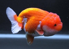 Cá Ranchu- Cá Thủy Sinh- Cá Cảnh Thiên Phước