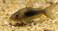 Cá Chuột Cafe- Cá Dọn Bể- Cá Thủy Sinh- Cá Cảnh Thiên Phước