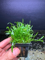 Cây Cỏ Lưỡi Rắn- Cây Thủy Sinh- Cá Cảnh Thiên Phước