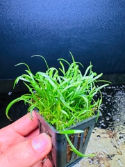 Cây Cỏ Lưỡi Rắn- Cây Thủy Sinh- Cá Cảnh Thiên Phước