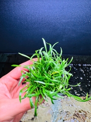 Cây Cỏ Lưỡi Rắn- Cây Thủy Sinh- Cá Cảnh Thiên Phước