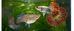Cá Bảy Màu Những Điều Thú Vị Mà Bạn Chưa Biết?