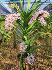 Lan Ngọc Điểm lá chỉ thiên (Lá Kiếm) cây size nhở