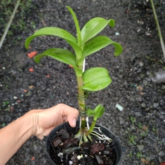 Lan Dendro Chớp Đỏ Tím, đột biến bảo hành mặt hoa.