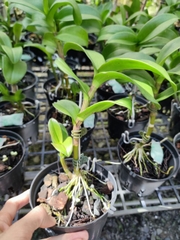 Lan Dendro Chớp Đỏ Tím, đột biến bảo hành mặt hoa.