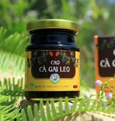 Cao Cà gai leo oganic