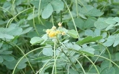 1kg hạt muồng rừng kgoo