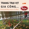 nuôi vịt gia công sử dụng máng ăn tự động