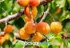 Quả mơ ngâm đường – Thức uống ngọt thơm, tốt sức khỏe