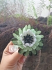 Hoa cúc cài áo Cỏ handmade (màu xanh lá)