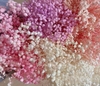 Hoa bi khô - bó hoa bi khô nhiều màu
