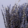 Lavender khô - hoa oải hương khô đẹp mùi thơm đặc trưng