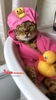 dịch vụ tắm vệ sinh chó mèo