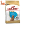 thức ăn cho chó poodle, giúp chó phát triển tốt hơn, bổ sung dinh dưỡng cần thiết cho chó