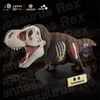 Mô hình khủng long T-Rex PVC Shanghai Natural History Museum Baby Chibi