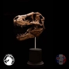 Mô hình xương hóa thạch đầu khủng long T-Rex W-Dragon tỉ lệ 1/15