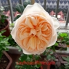 Hoa hồng alexandrine