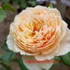 Hoa hồng masora