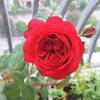 Hoa hồng RED EDEN
