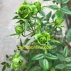 Hoa hồng xanh jane green